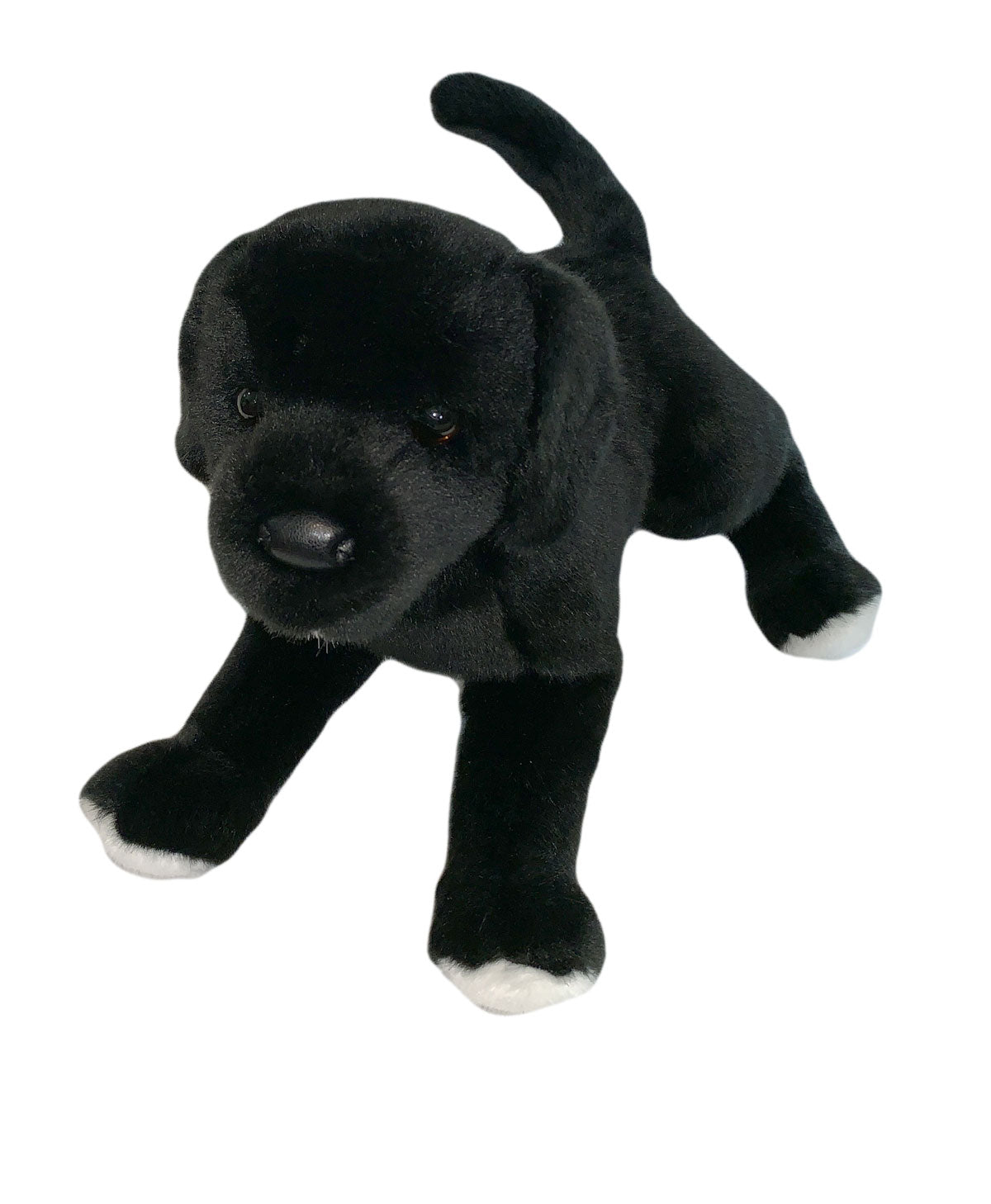 Classic Black Dog Puppy